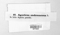 Lichenomphalia umbellifera image
